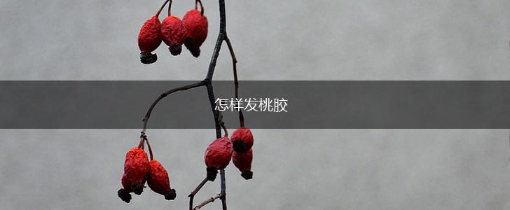 怎样发桃胶,第1张