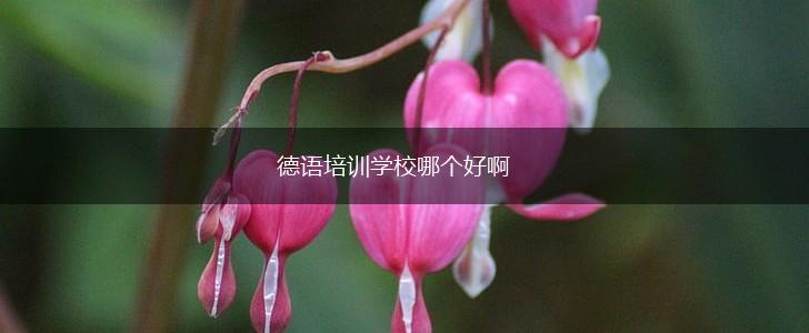 德语培训学校哪个好啊,第1张