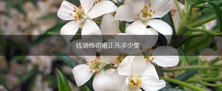钱塘传奇雍正死多少集,第1张