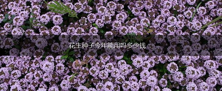 花生种子今年能用吗多少钱,第1张