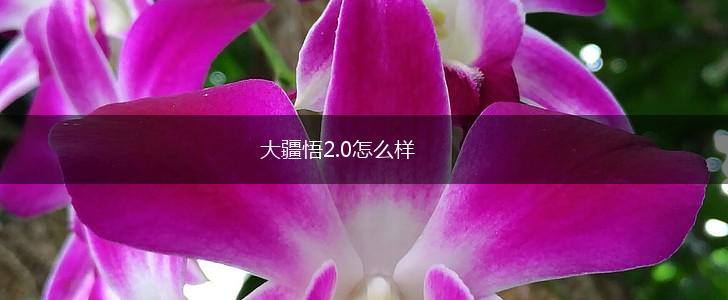 大疆悟2.0怎么样,第1张