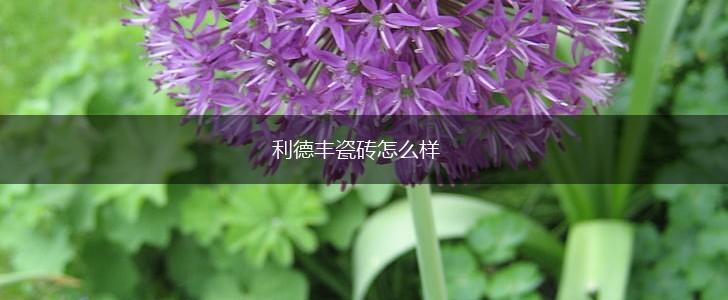 利德丰瓷砖怎么样,第1张
