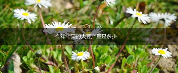 今年中国的大豆产量是多少,第1张