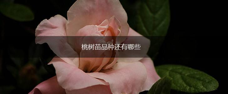 桃树苗品种还有哪些,第1张