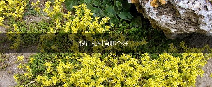银行和村官哪个好,第1张