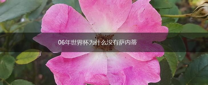 06年世界杯为什么没有萨内蒂,第1张