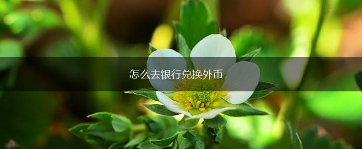怎么去银行兑换外币,第1张