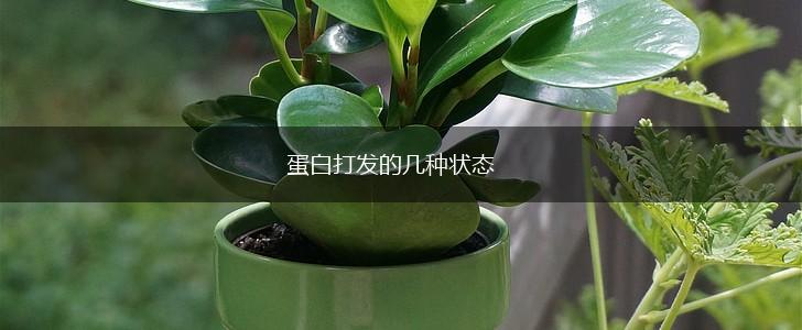 蛋白打发的几种状态,第1张