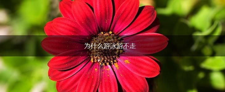 为什么游泳游不走,第1张