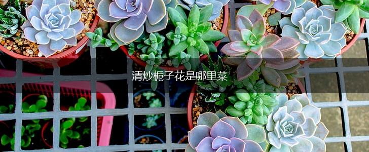 清炒栀子花是哪里菜,第1张