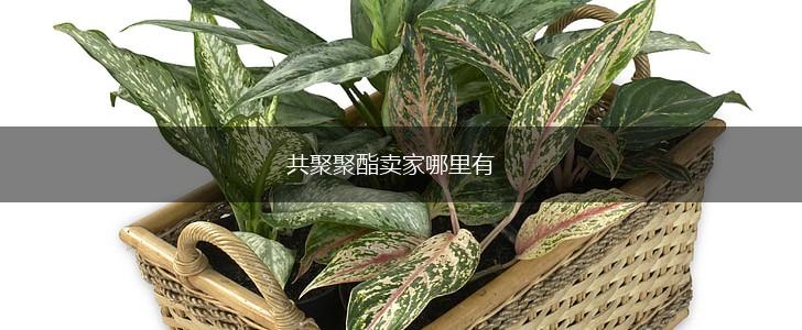 共聚聚酯卖家哪里有,第1张