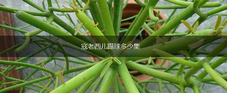 寇老西儿踢球多少集,第1张