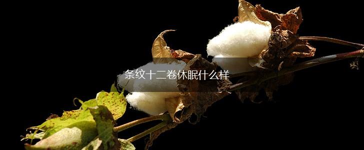 条纹十二卷休眠什么样,第1张