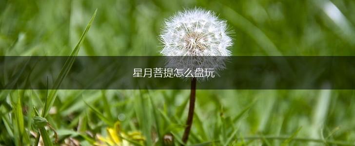 星月菩提怎么盘玩,第1张