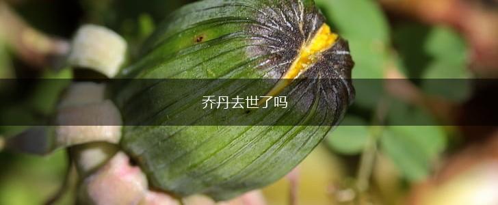 乔丹去世了吗,第1张