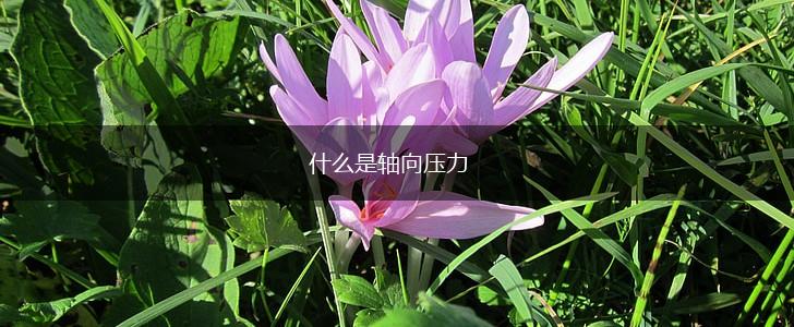 什么是轴向压力,第1张