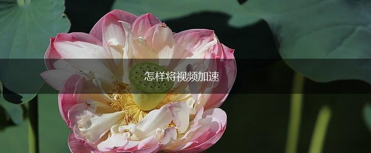 怎样将视频加速,第1张
