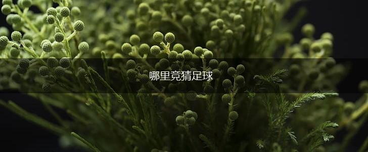 哪里竞猜足球,第1张