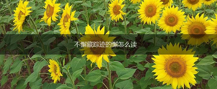 不懈藏踪迹的懈怎么读,第1张