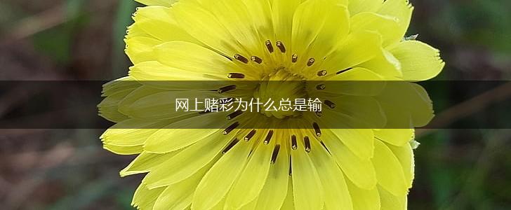 网上赌彩为什么总是输,第1张