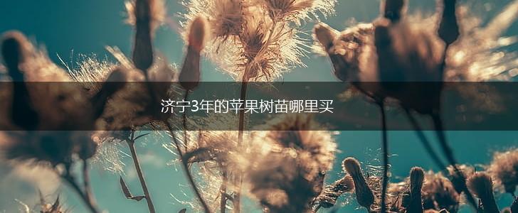 济宁3年的苹果树苗哪里买,第1张