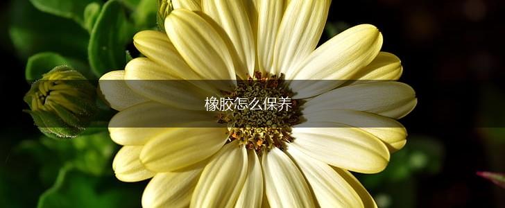 橡胶怎么保养,第1张
