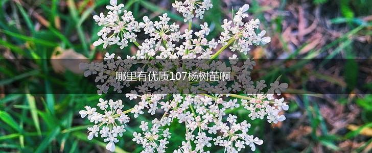 哪里有优质107杨树苗啊,第1张