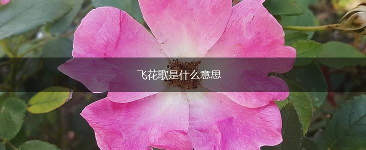 飞花歌是什么意思,第1张