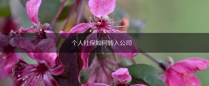 个人社保如何转入公司,第1张