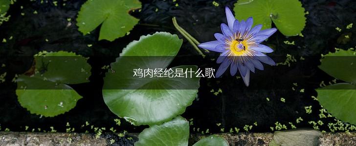 鸡肉经纶是什么歌,第1张