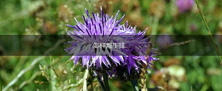 怎样煨牛排,第1张