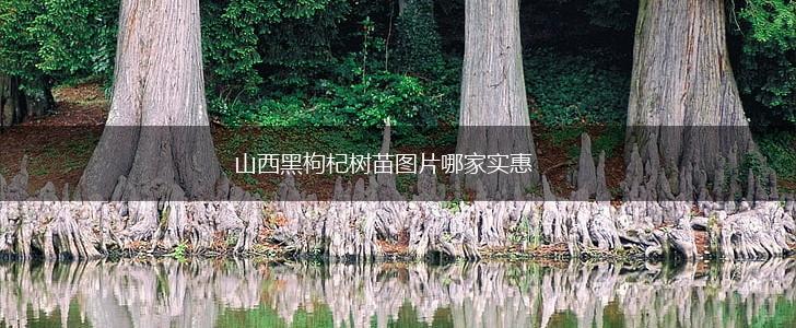 山西黑枸杞树苗图片哪家实惠,第1张