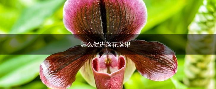 怎么促进落花落果,第1张