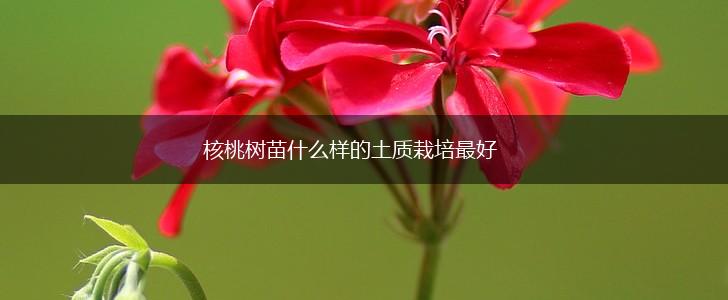 核桃树苗什么样的土质栽培最好,第1张