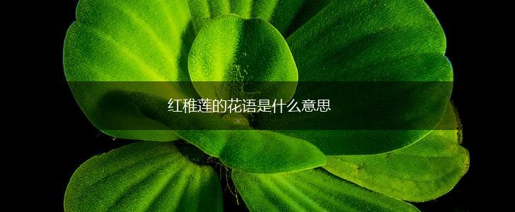 红稚莲的花语是什么意思,第1张