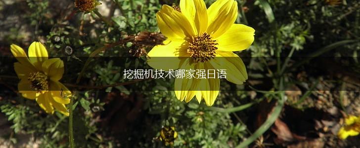 挖掘机技术哪家强日语,第1张