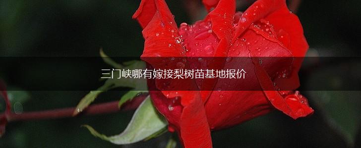 三门峡哪有嫁接梨树苗基地报价,第1张