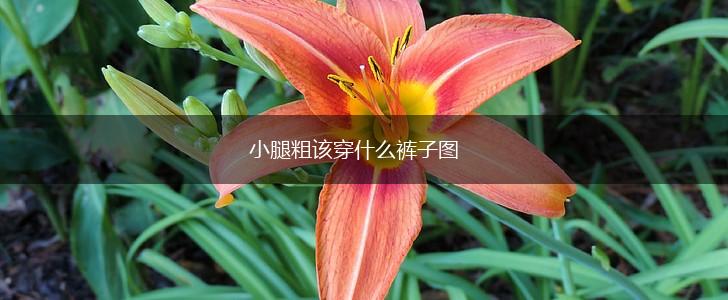 小腿粗该穿什么裤子图,第1张