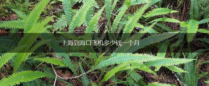 上海到海口飞机多少钱一个月,第1张