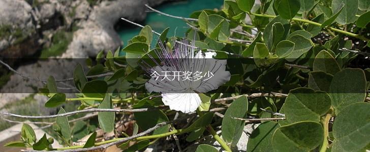 今天开奖多少,第1张