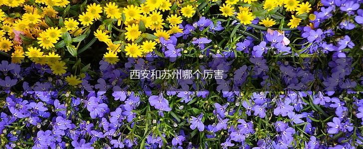 西安和苏州哪个厉害,第1张