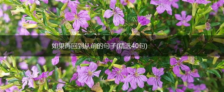 如果再回到从前的句子(精选40句),第1张