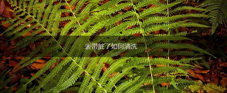 表带脏了如何清洗,第1张