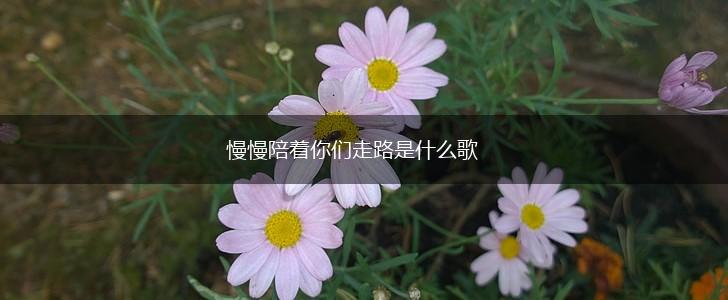 慢慢陪着你们走路是什么歌,第1张