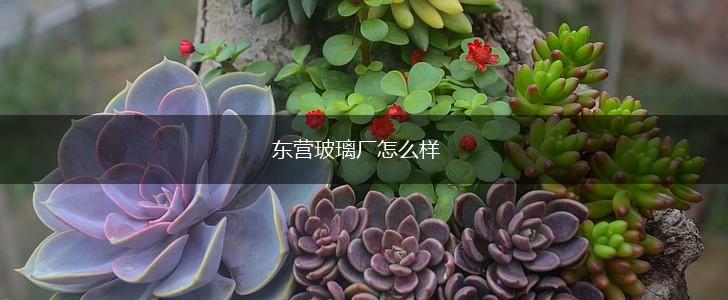 东营玻璃厂怎么样,第1张