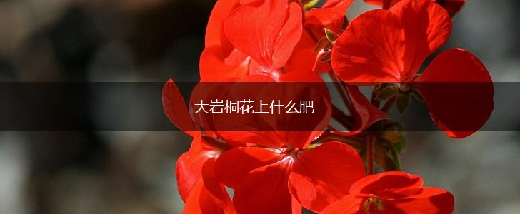 大岩桐花上什么肥,第1张