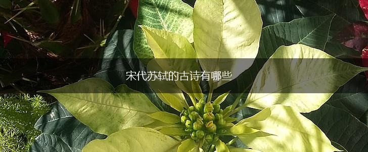宋代苏轼的古诗有哪些,第1张