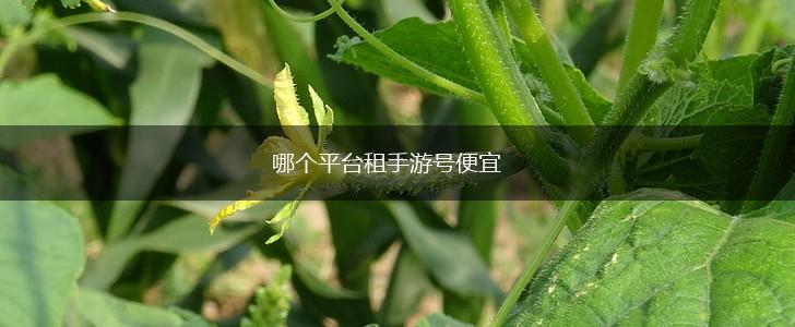 哪个平台租手游号便宜,第1张