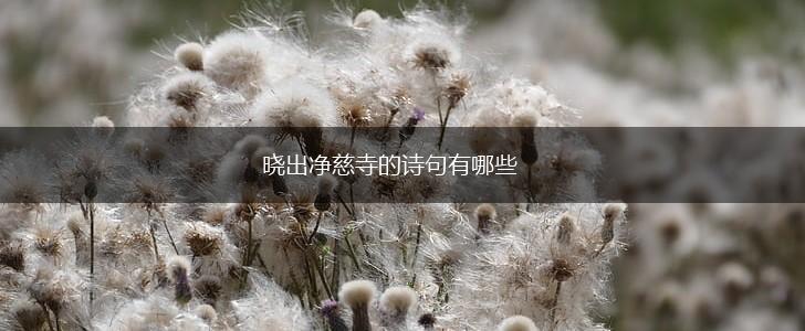 晓出净慈寺的诗句有哪些,第1张