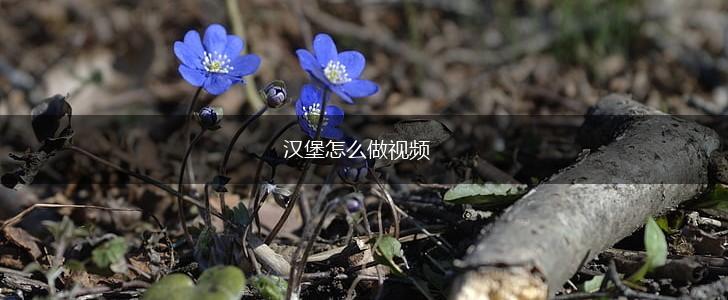 汉堡怎么做视频,第1张
